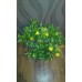 Мандарин Комнатный - Citrus reticulata